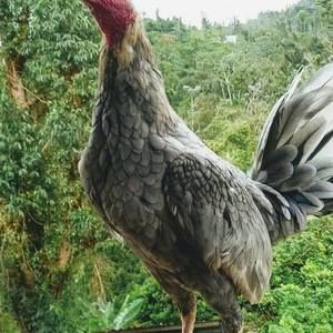 Meet your Posher, Freddie